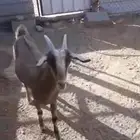 عنزين مشاريك وجفرتين وتيسين