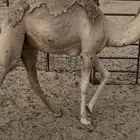 حوار قصب بري