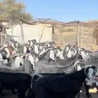 معزا عوارض مراح صنف