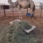 بعير للبيع باتلي