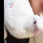 أبوعريش الجربه
