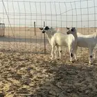 جفرات مقاريع