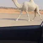 لقحه وضحا طيبه لقحه على باتلي طيب