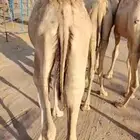 لكل المناسبات.. القعدان اللي تبيض الوجه