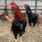 دجاج بكستاني