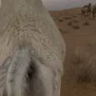 قعود بري طايش