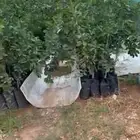 ليمون