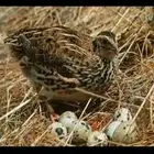 سمان فري مريعي و دجاج