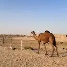 بكره صفرا حقه على سلطان الصفر