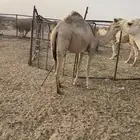 قعود وبكره مقنوي