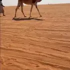 معشر كفو يهل الزين