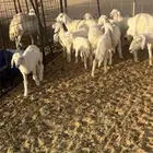 غنم حريات