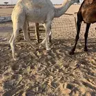 حشوان