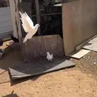 حمام فرنسي لاحم