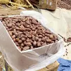 مسوق تمور سري خلاص دقل وادي الدواسر السليل