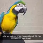 ببغاء مكاو على السوم