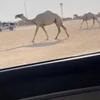 خفوت كفوو