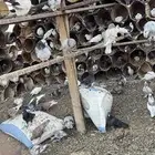 حمام