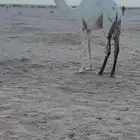 بكره رمانيه عل بعير فهد السلات عمره حوراه 9شهور الموقع عفيف