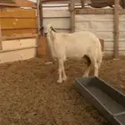 حريه حايل فل(( تم البيع))
