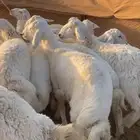 بهم حري شحم العدد30ورخال2 العمر5الى6شهور الموقع شمال عفيف