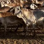مراح سواكن صنف