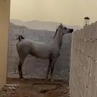 فرس شعبيه فاخره