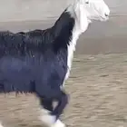رخل نجديه عدد 2 و طلي 1