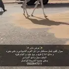 حوار كفوو جدا فحل مستقبل من ابل العرم الشيباني وعلى بعيره