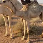 قعود عمره شهرين ونص