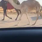 بكره مفروده ابوها غفلان بعير مبارك الزمامي وعلا جميع الشروط