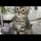 قطه شيرازي للتبني العمر ثلاث شهور معها لتر بوكس