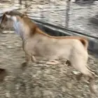 اعرض لكم تيس فحل مشروط شرط