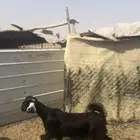 جفره طيبه