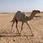 قعود كفو