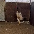 دجاج شامو ياباني