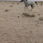 حصان شعبي