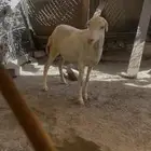 للبيع نعجه سنها رباع