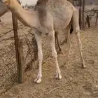 قعود لباني على الحليب