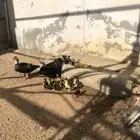 بطة و ذكر وصيصانها