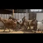 معزا جنوبيه صغار سن