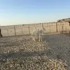 فحل حري للبيع