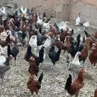 للبيع ديكه