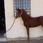 مهر كفو جدا