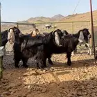 عوارض معزا صنف