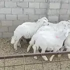 ذبايح للبيع خرفان ورخال