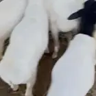 للبيع طليان برابر مرابي مزرعه