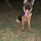 انثى جيرمن شيبرد . انثى جولدن ريتريفر كلب .