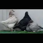 زوج تاكسن خوارج