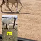 للبيع الخلفه الكفوو